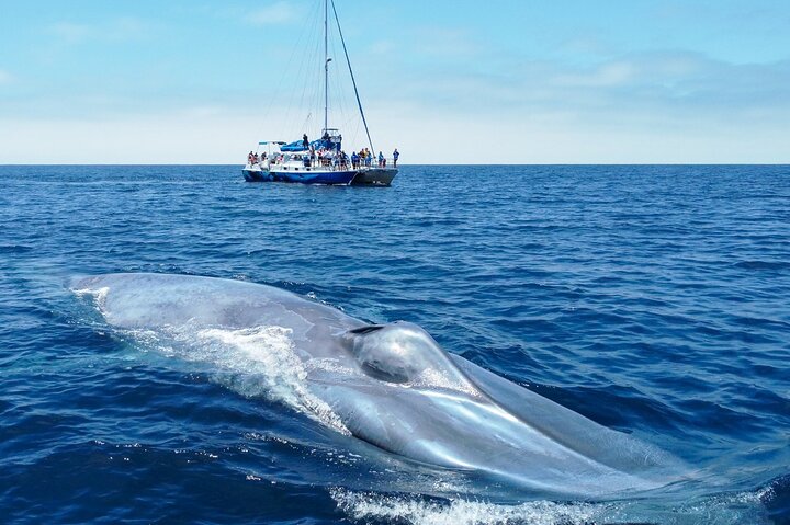 Dana Point Dolphin and Whale Watching with Underwater Viewing