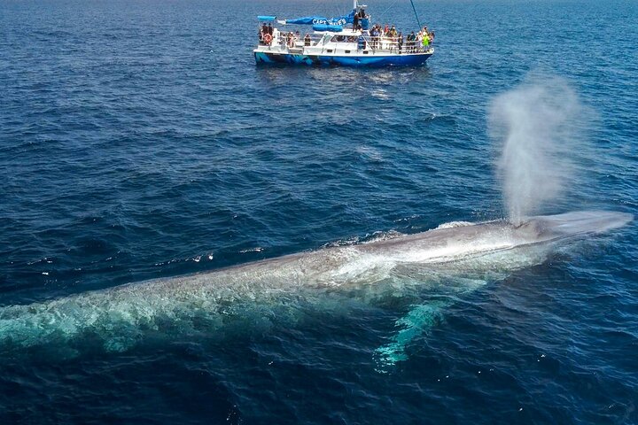 Dana Point Dolphin and Whale Watching with Underwater Viewing