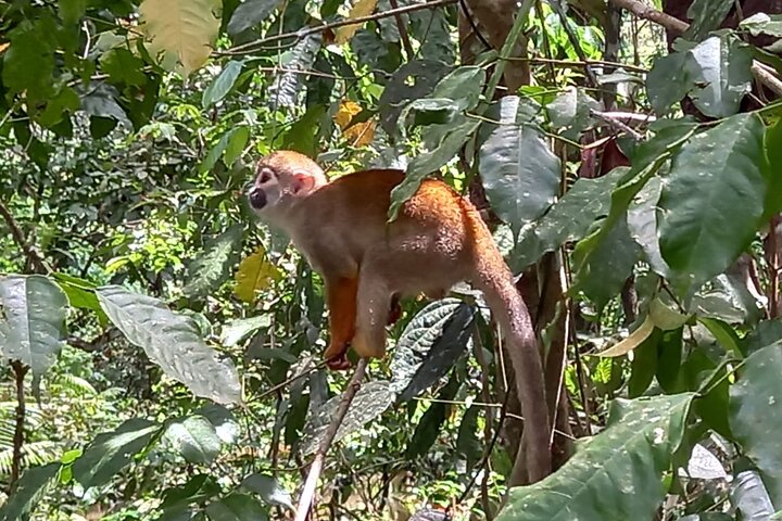 Amazon Negro River Half-Day Expedition Tour