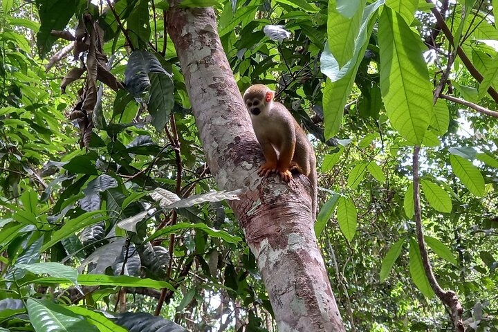Amazon Negro River Half-Day Expedition Tour