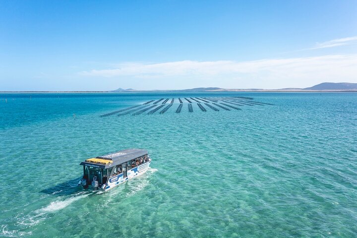 Experience Coffin Bay Oyster Farm and Bay Tour