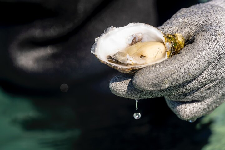 Experience Coffin Bay Oyster Farm and Bay Tour