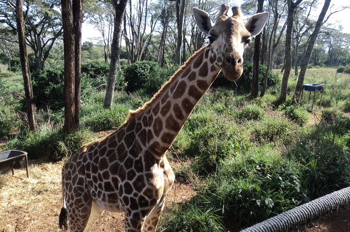 Tour to Giraffe Center from Nairobi