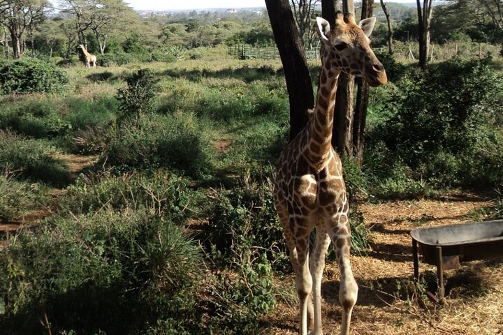 Tour to Giraffe Center from Nairobi