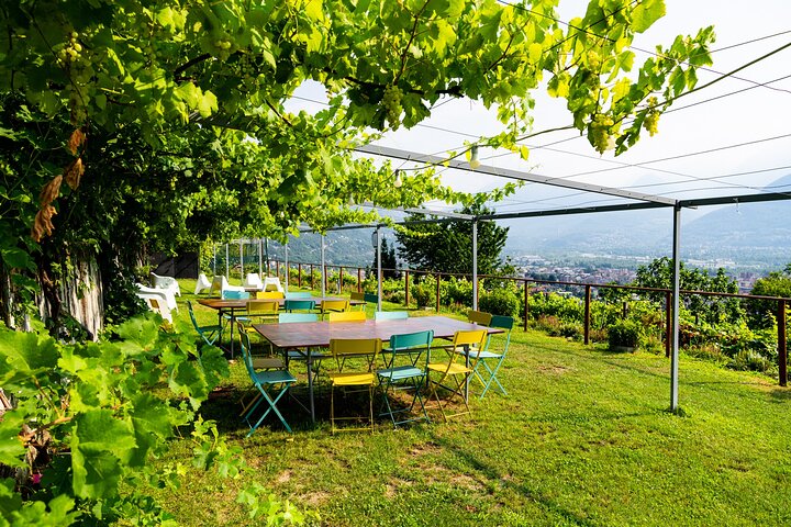 Savor Ossola Wines & Local Treats in a Scenic Vineyard