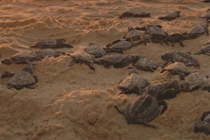 Los Cabos Sunset Turtle Release Conservation Experience