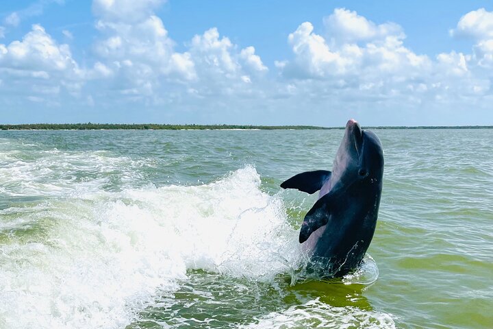 Private Shelling and Dolphin Excursion