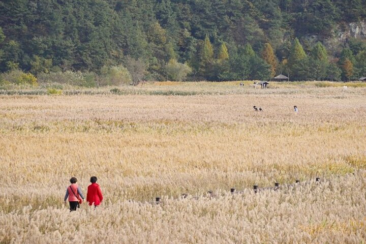 Suncheon one day tour from Seoul, Busan or Suncheon