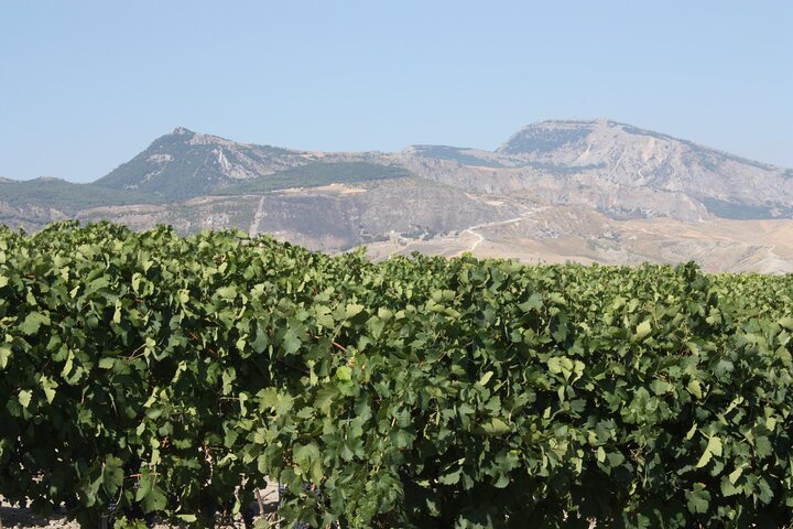 Vineyard Tour, Wine and Sicilian delicacies tasting at a Winery in Agrigento