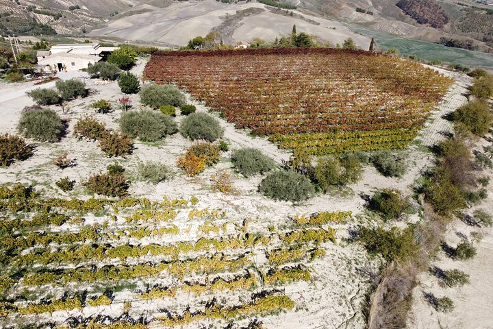 Vineyard Tour, Wine and Sicilian delicacies tasting at a Winery in Agrigento