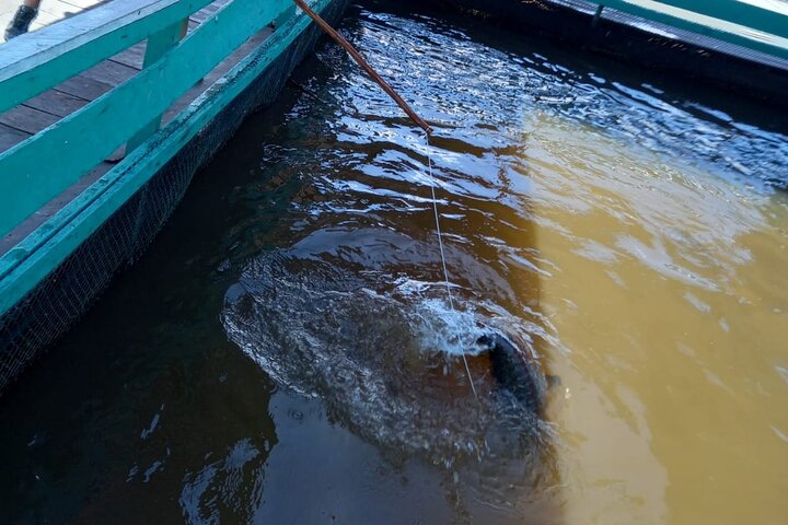 Amazon Negro River Half-Day Expedition Tour