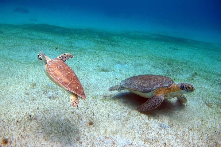 Private All Inclusive East Coast Keys Tour and Snorkel Experience
