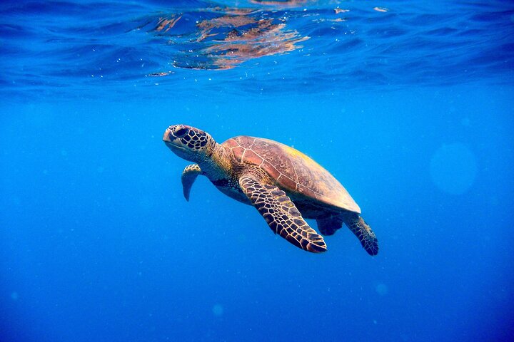 Private All Inclusive East Coast Keys Tour and Snorkel Experience