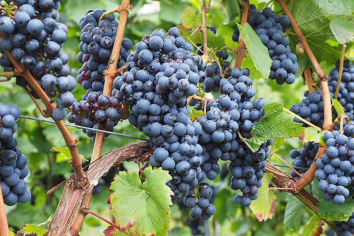 Provence Organic Wine Tasting Half Day Tour from Nice