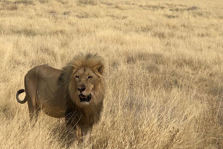ETOSHA PARK SAFARI with local guides in 9-seater 4x4s
