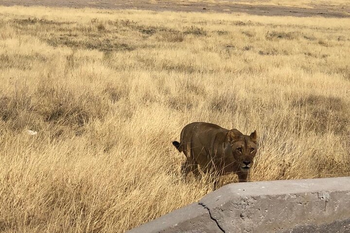 ETOSHA PARK SAFARI with local guides in 9-seater 4x4s