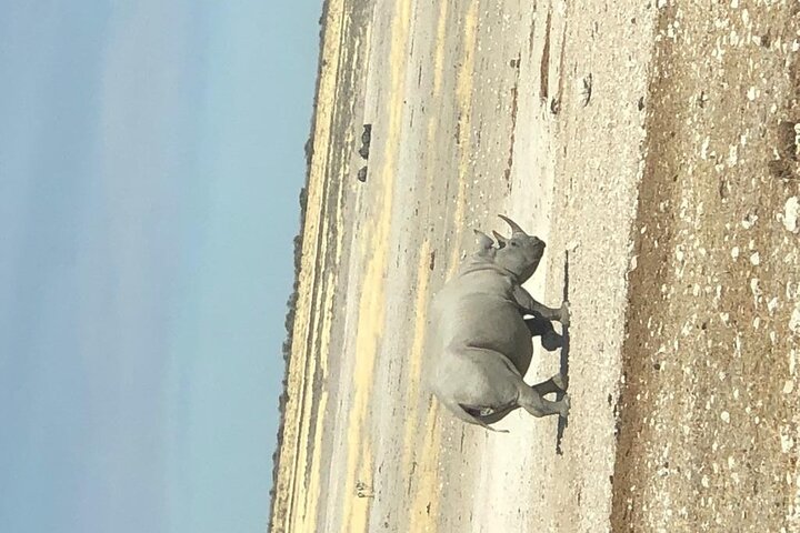 ETOSHA PARK SAFARI with local guides in 9-seater 4x4s