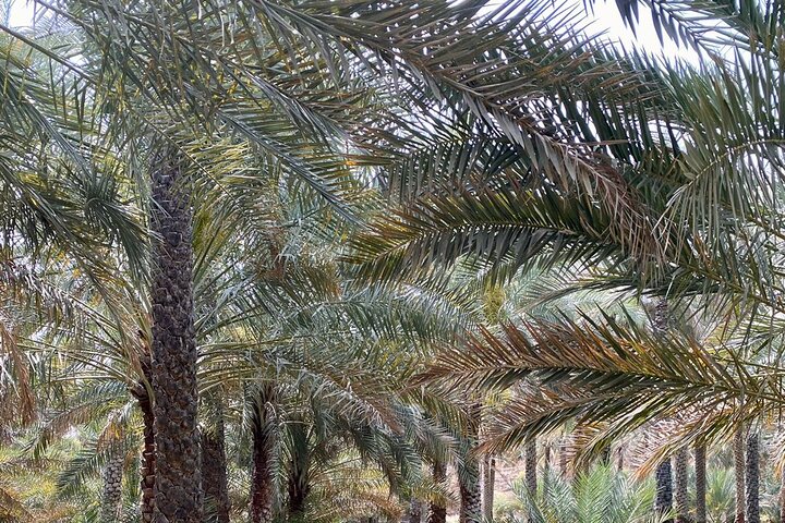 Old Nizwa authentic walks