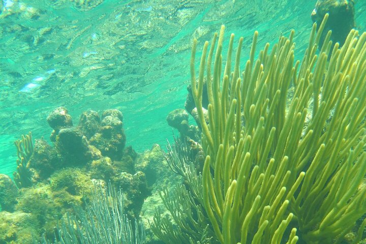 Starfish Point, Stingray City-Sandbar & Coral Gardens