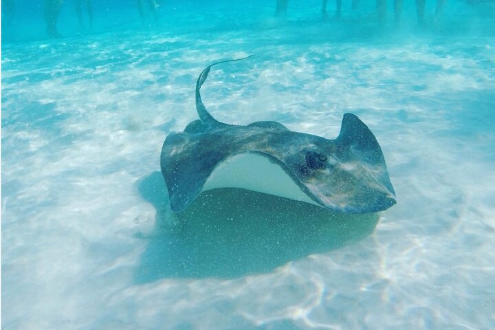 Starfish Point, Stingray City-Sandbar & Coral Gardens