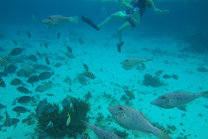Starfish Point, Stingray City-Sandbar & Coral Gardens