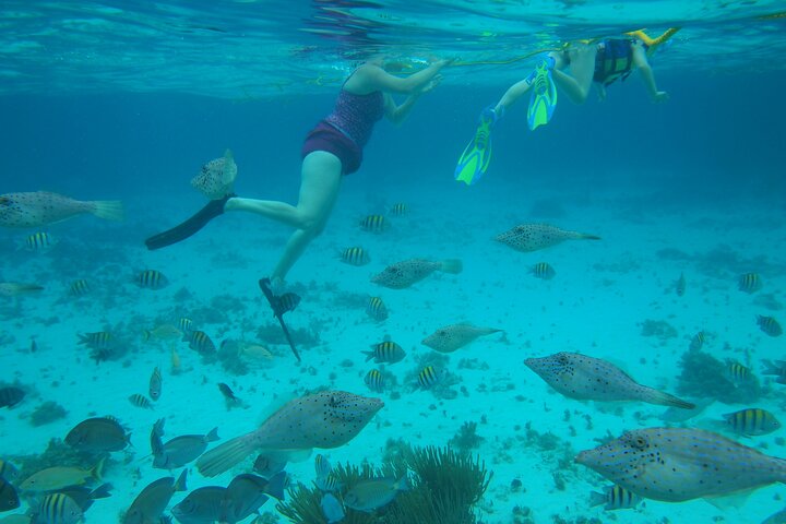 Starfish Point, Stingray City-Sandbar & Coral Gardens