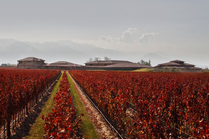 Bodegas & Olivares 1/2 day without lunch
