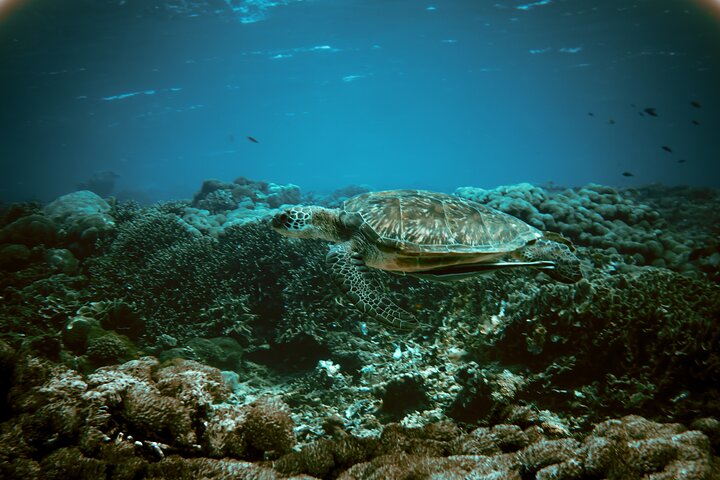 Try Freediving on Nusa Penida