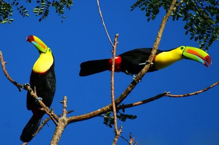 RIO CELESTE RIVER: Tubing+Rainforest+Wildlife+Waterfall+Active Volcano (PRIVATE)