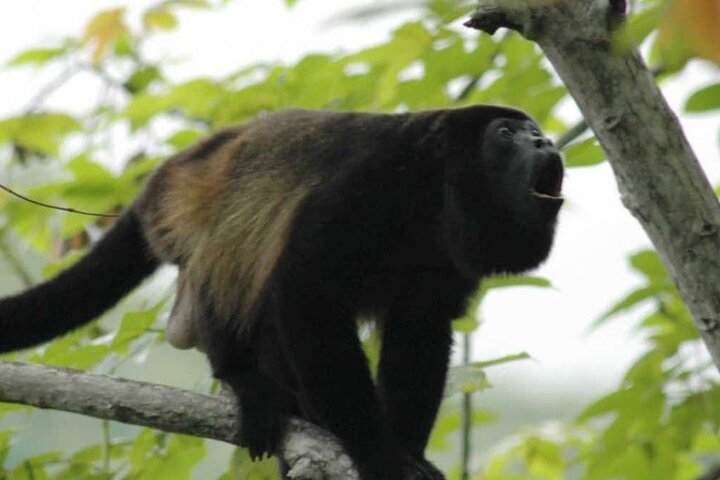 Birdwatching Tour at Mistico Arenal Hanging Bridges Park From Guanacaste