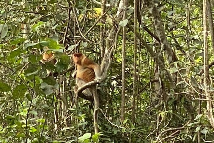 Borneo (Klias) River Cruise & Fireflies Tour