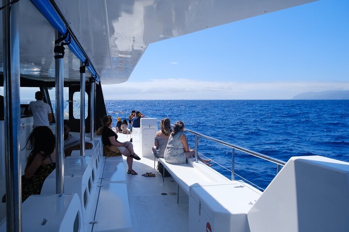 Madeira Dolphin and Whale Watching on a Ecological Catamaran