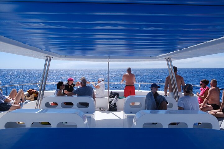 Madeira Dolphin and Whale Watching on a Ecological Catamaran