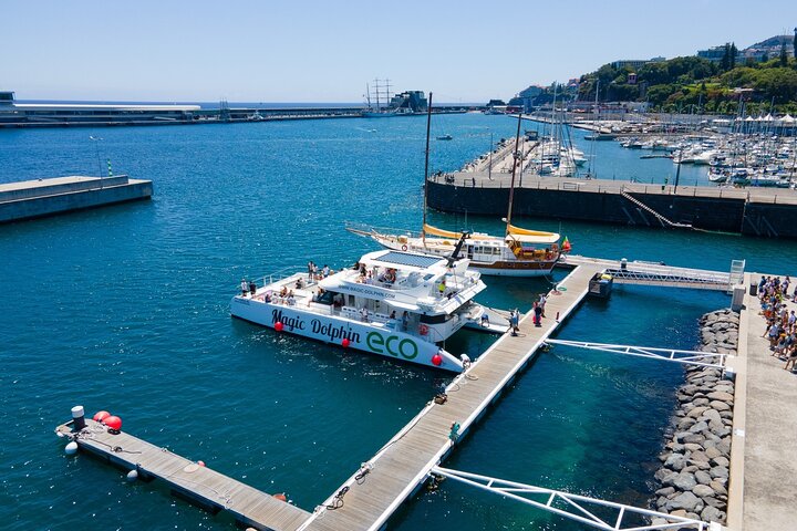 Madeira Dolphin and Whale Watching on a Ecological Catamaran