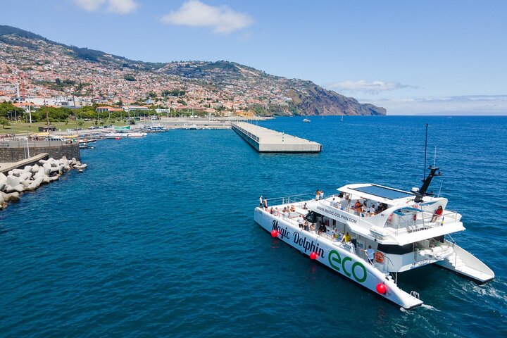 Madeira Dolphin and Whale Watching on a Ecological Catamaran