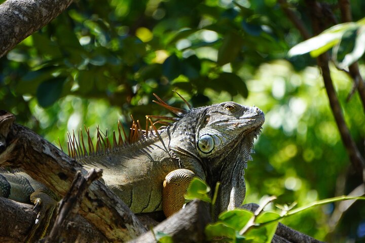Safari Palo verde river cruise, sugarcane liquor & cultural tour