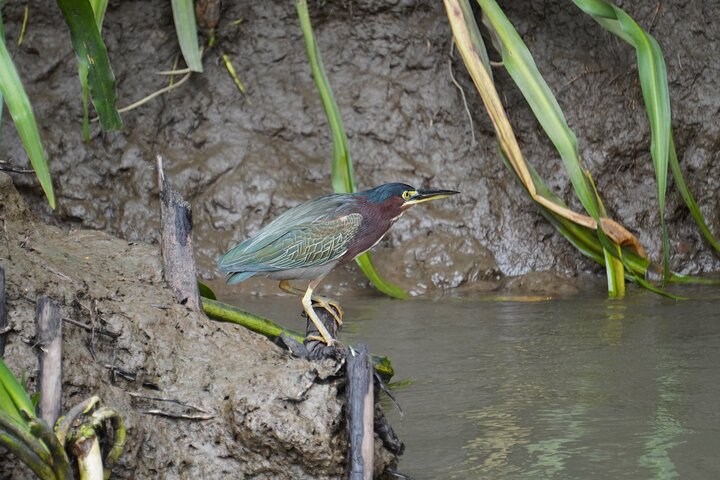 Safari Palo verde river cruise, sugarcane liquor & cultural tour