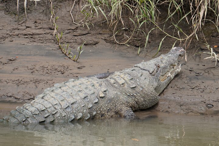 Safari Palo verde river cruise, sugarcane liquor & cultural tour