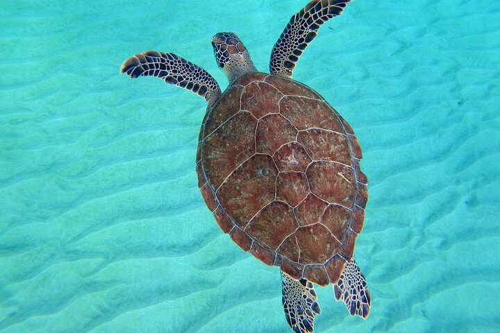 Aguadilla Tropical Snorkeling