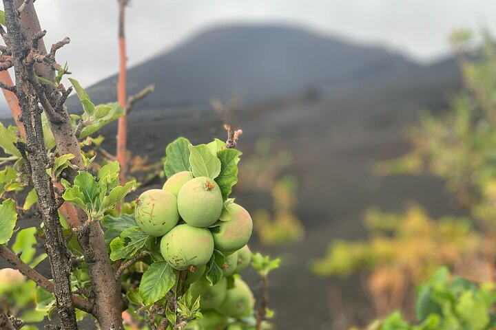 Full-Day Tour From São Filipe with Coffee Plantation and Natural Pools