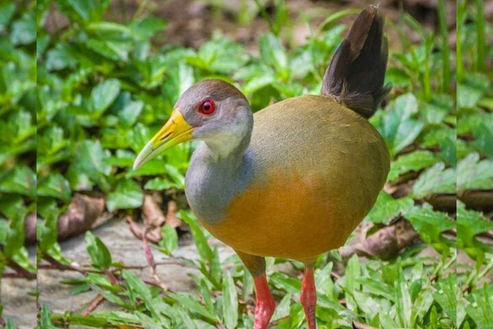 Bird-Watching and Nature Reserve Experience in Ibague