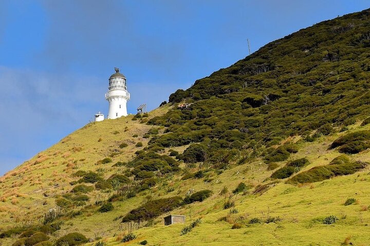 Bay of Islands Cruise & Island Tour - Snorkel, Hike,Swim,Wildlife