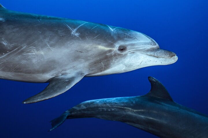 Ocean Safari: Sea Lions, Mobula Rays, Dolphins, Orcas & Whales