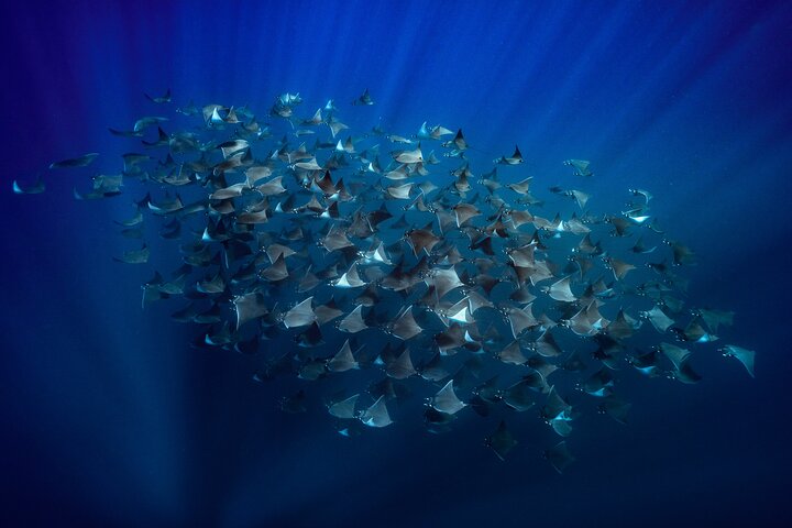 Ocean Safari: Sea Lions, Mobula Rays, Dolphins, Orcas & Whales