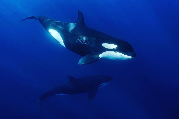 Ocean Safari: Sea Lions, Mobula Rays, Dolphins, Orcas & Whales