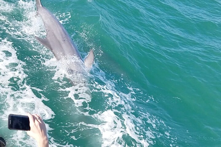 Mega Bite Dolphin Tour Boat in Clearwater Beach