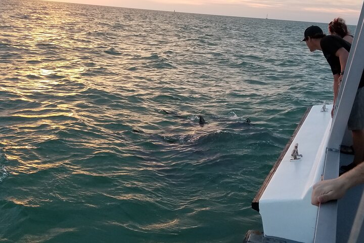 Mega Bite Dolphin Tour Boat in Clearwater Beach