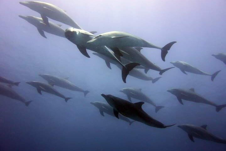 Mnemba Island snorkeling and Swimming with Dolphin