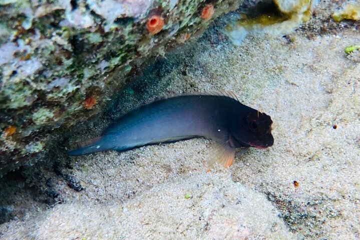 Snorkel marathon
