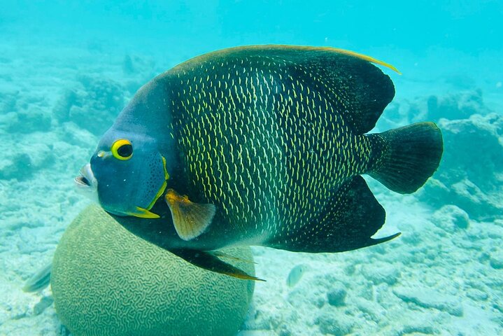Snorkel marathon